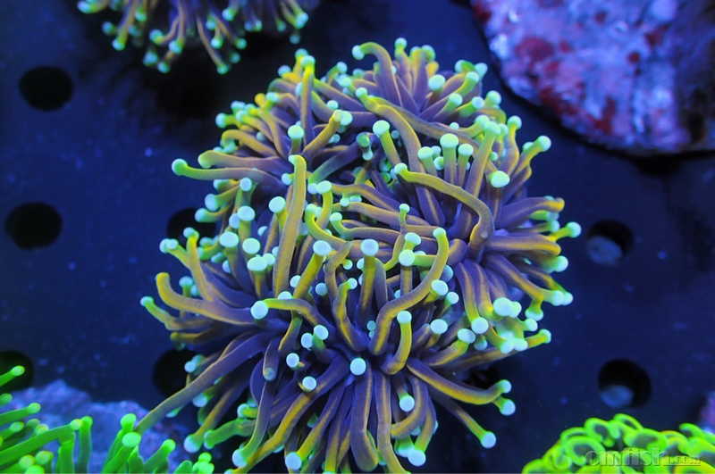 梦幻夏威夷生物6.18印尼精品珊瑚大量到货