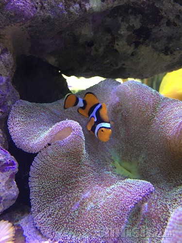 开贴记录小丑鱼产卵 - 繁殖研讨 - 海友论坛 - powered by discuz!