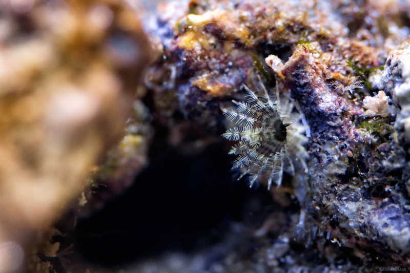 刚下海,请问活石上的是不是垃圾葵?