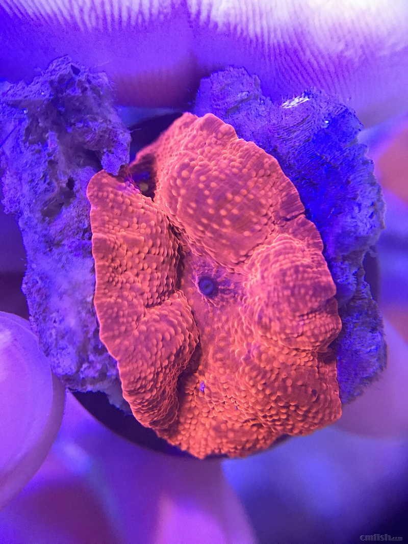 深圳海寻水族 超靓色cd菇 调色盘 rr姨妈红 微孔珊瑚