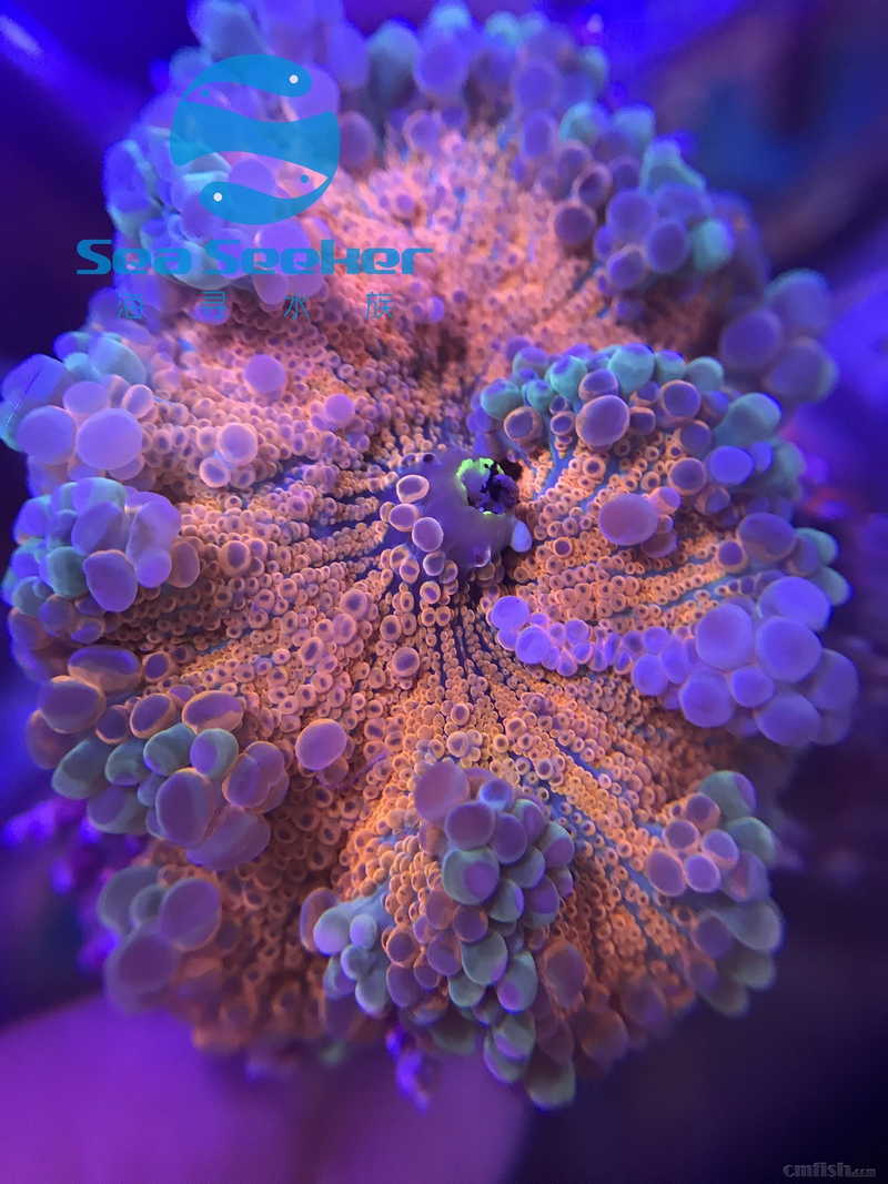 深圳海寻水族 超靓色cd菇 调色盘 rr姨妈红 微孔珊瑚