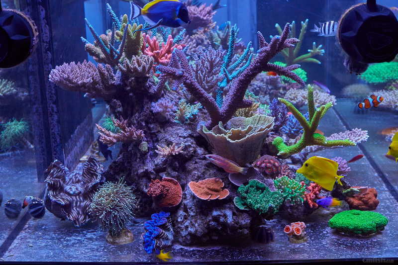 17-06-20 珊瑚14386.jpg