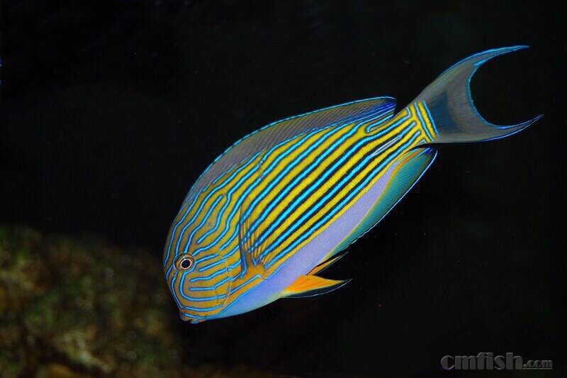 300元出老养定老鱼【已出封贴】