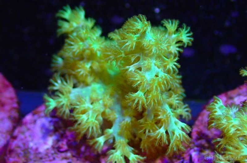 出珊瑚,ric ,千手,皮,圣诞树,火柴