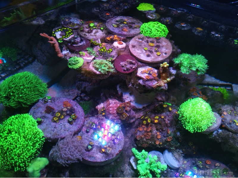 纽扣缸,开开开,开起来了 - lps珊瑚及软体 - cmf海友论坛 - powered