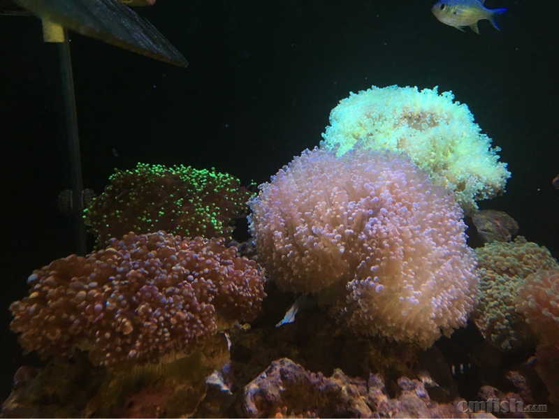 花瓶蛙卵,傻傻分不清楚 - lps珊瑚及软体 - cmf海友论坛 - powered by