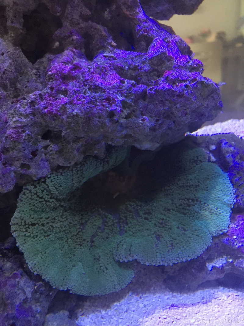 佛山禅城急出绿地毯珊瑚!