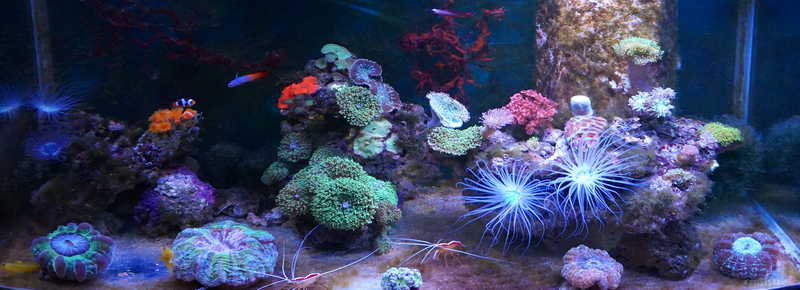 DSC01262 ����.jpg