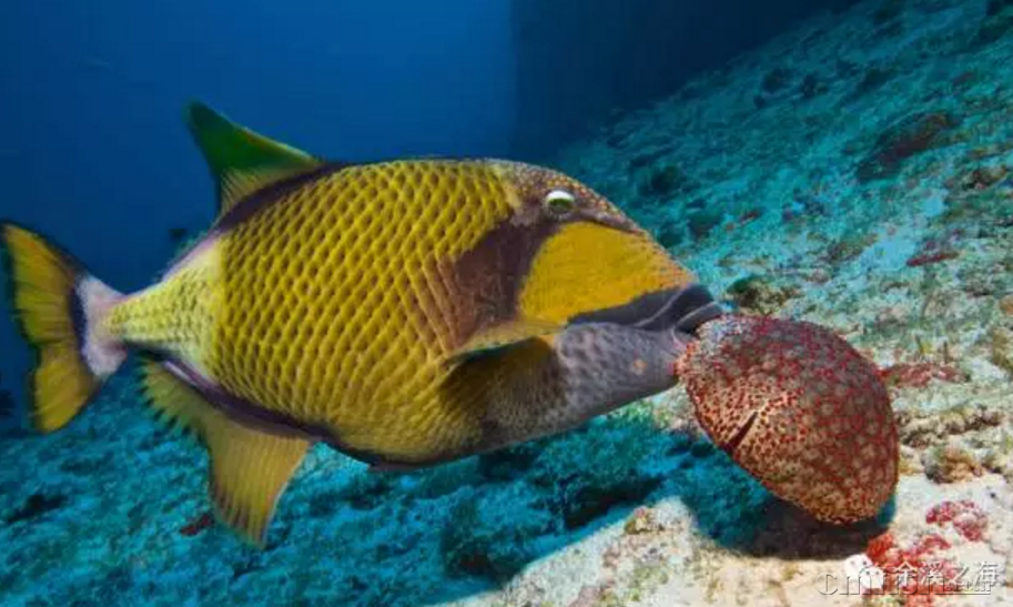 【余溪教程】常见炮弹鱼图鉴:哪些炮弹最凶,绝对不能养?