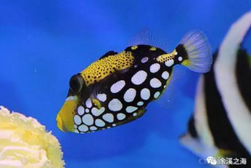 【余溪教程】常见炮弹鱼图鉴:哪些炮弹最凶,绝对不能养?