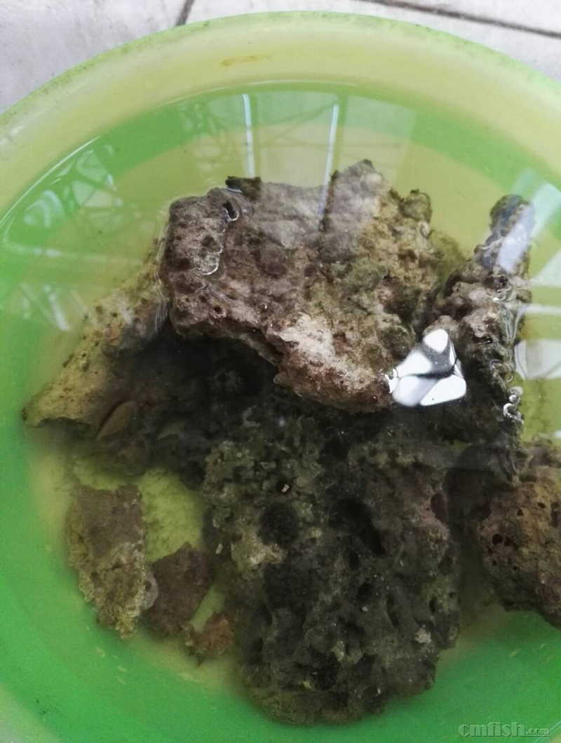 自提,活石上还有一个管虫.