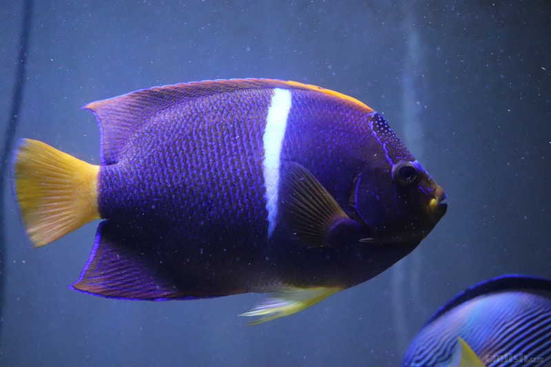 出国王老鱼 - 鱼友二手物品流通区 - cmf海水观赏鱼论坛 - powered by