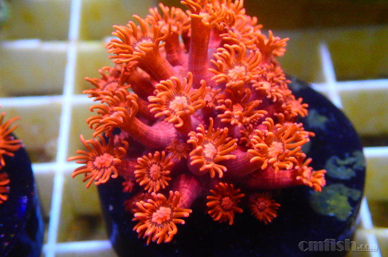 【神奇珊瑚】红单苞全面到货,数量有限先到先得