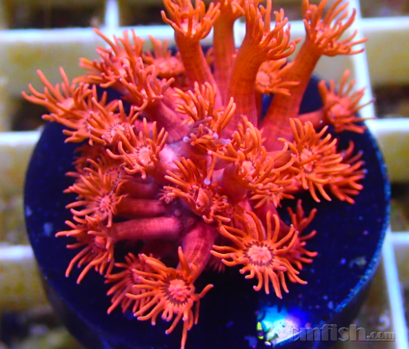 【神奇珊瑚】红单苞全面到货,数量有限先到先得