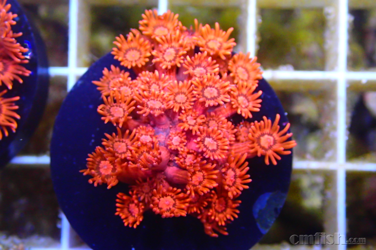 【神奇珊瑚】红单苞全面到货,数量有限先到先得