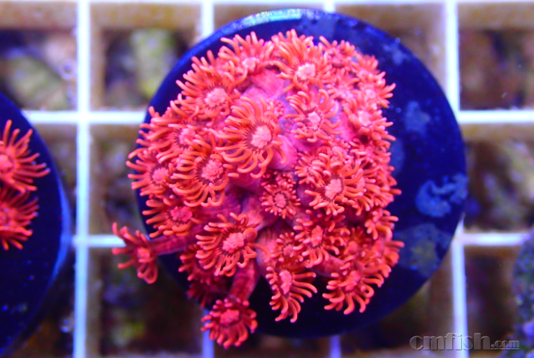 【神奇珊瑚】红单苞全面到货,数量有限先到先得