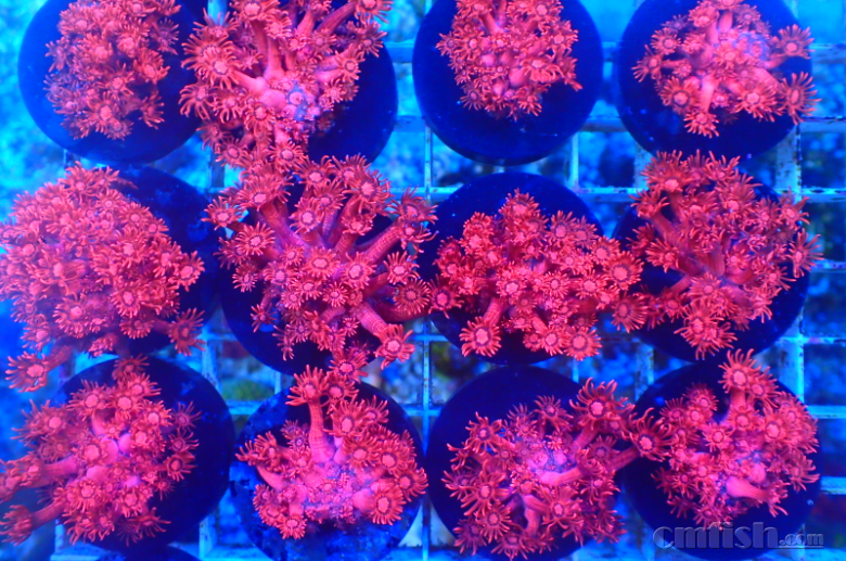 【神奇珊瑚】红单苞全面到货,数量有限先到先得