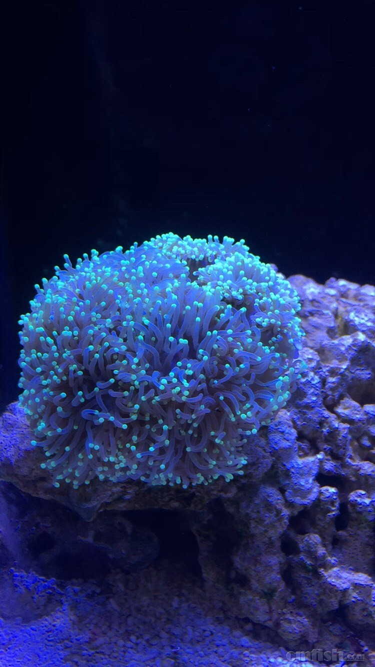 炮仗花一直没开怎么回事 - lps珊瑚及软体 - cmf海友论坛 - powered