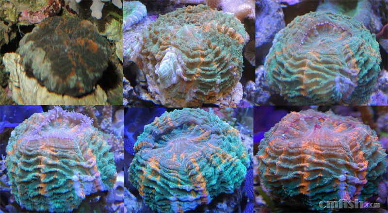 谈谈其他珊瑚很好，就是养不活XX珊瑚- 珊瑚软体- CMF海水论坛