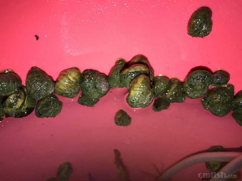 海捕牛眼螺便宜卖啦!可送寄居蟹