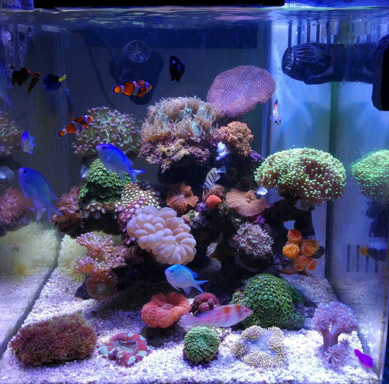 纯ats系统 lps40方缸,无底缸,下生物一个月多月发帖记录