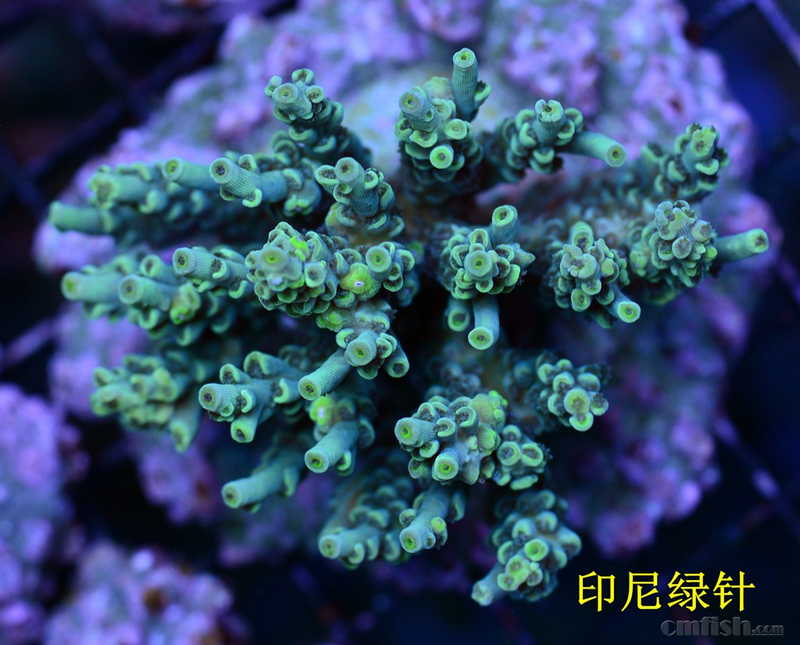 【腰子水族】定水硬骨,定水硬骨,定水硬骨,定水硬骨,定水硬骨,定水