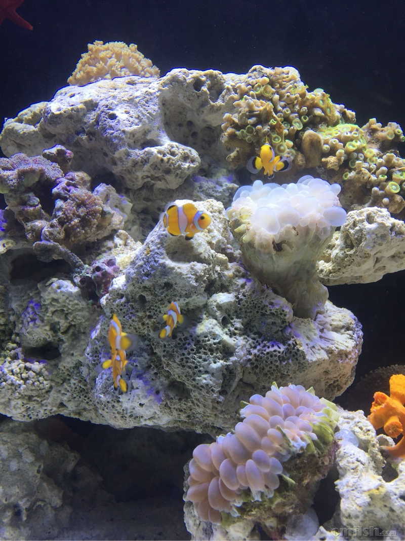 气泡珊瑚这个状态正常吗?