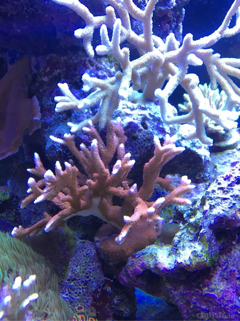 求大神看看红叠瓦怎么拉 - sps硬骨珊瑚 - 海友论坛 - powered by