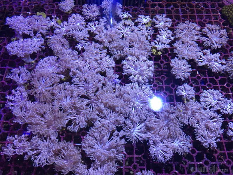 出正宗日本闪千手,各类软体.