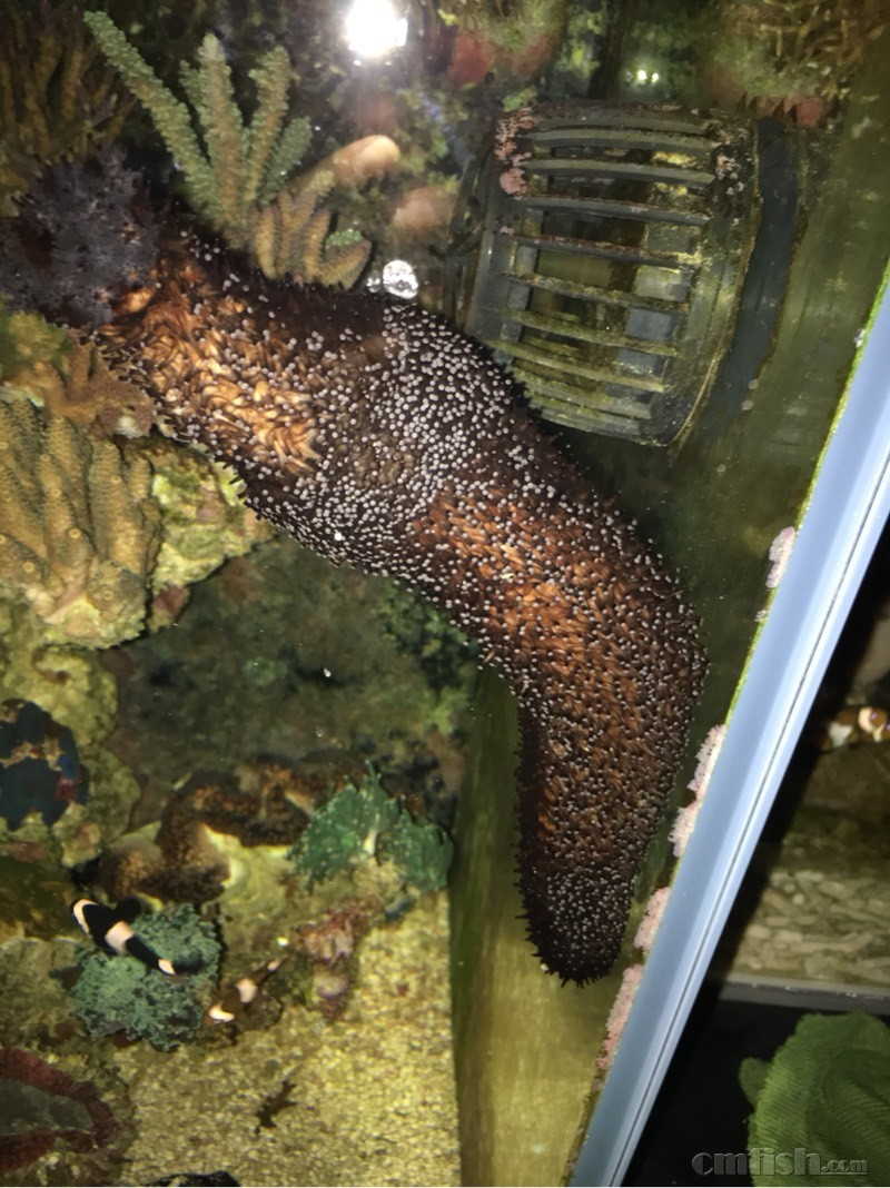 收各类翻砂生物