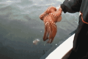 aa.gif