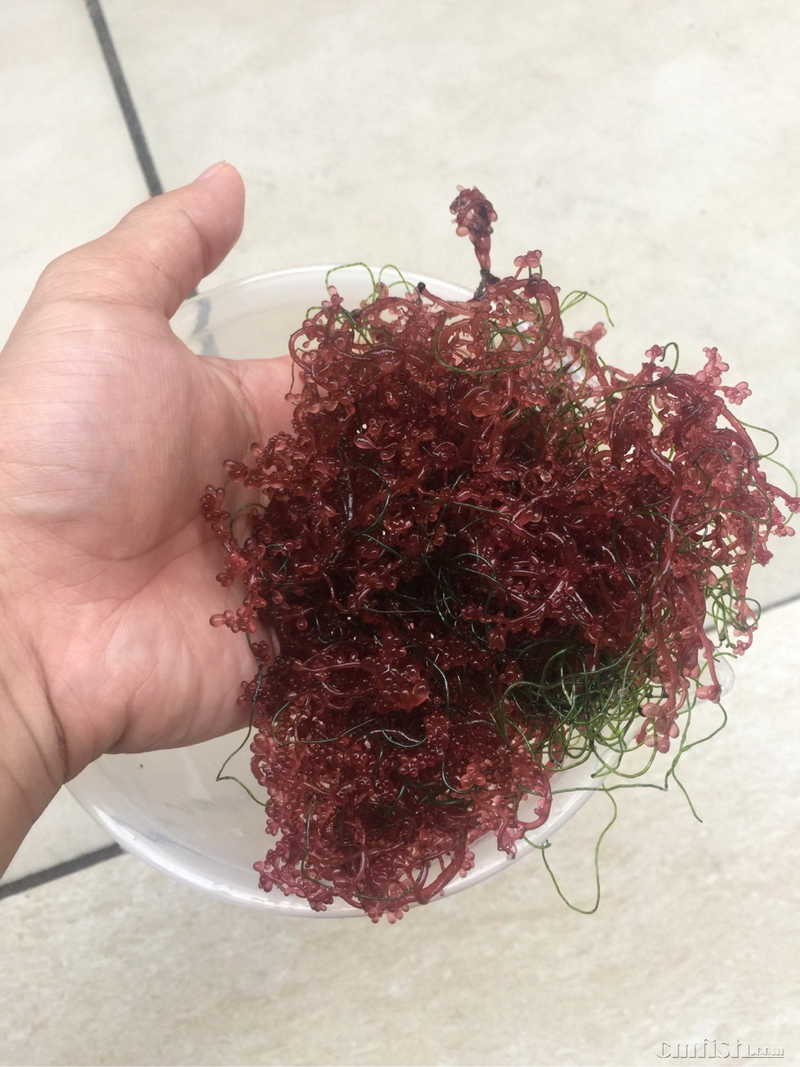 广佛闪送红葡萄藻一份