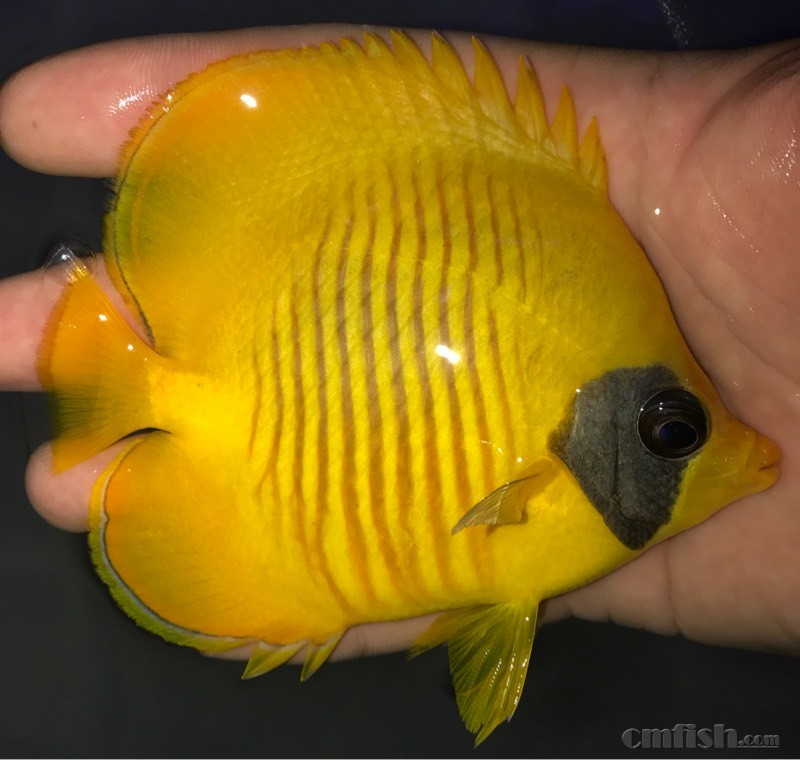 5-8cm眼镜仙到货,数量不多!