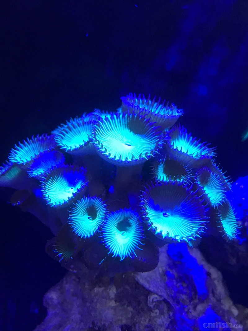 特价大种荧光绿水螅