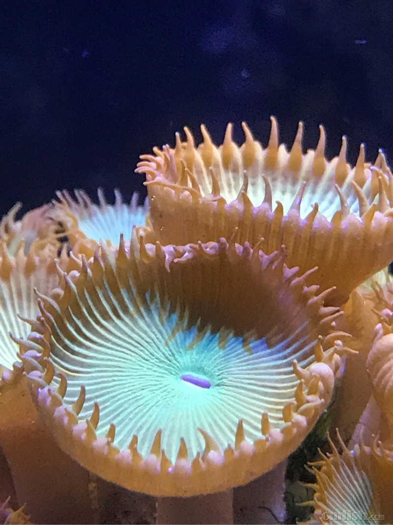 特价大种荧光绿水螅