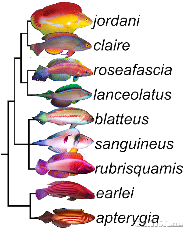 lanceolatus-tree-21.png