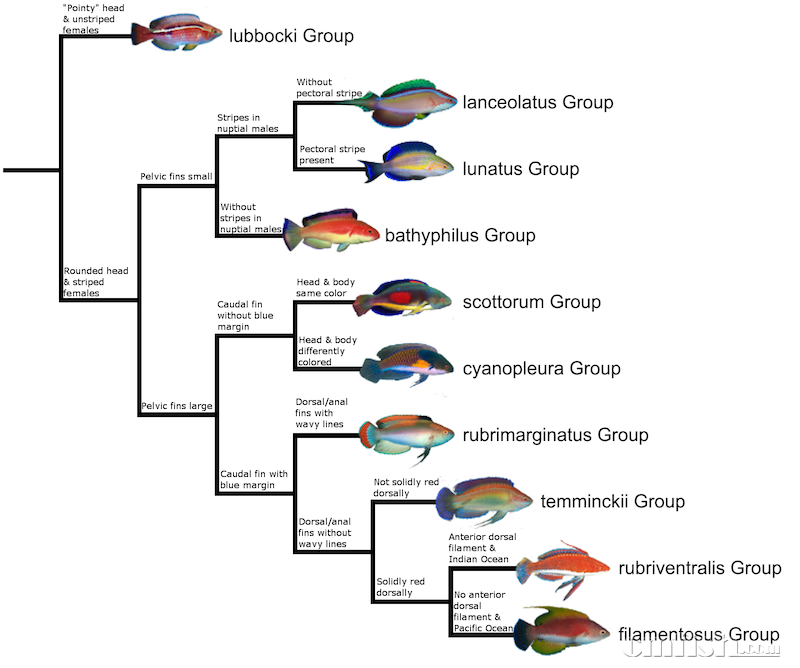 complexes-tree.png