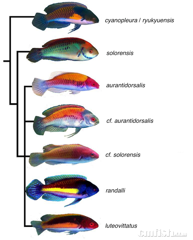 solorensis-cladogram-1.png