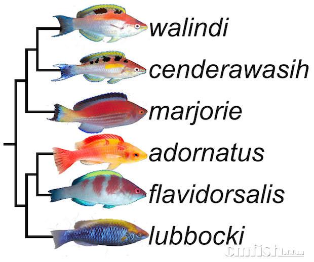 lubbocki-tree1.png