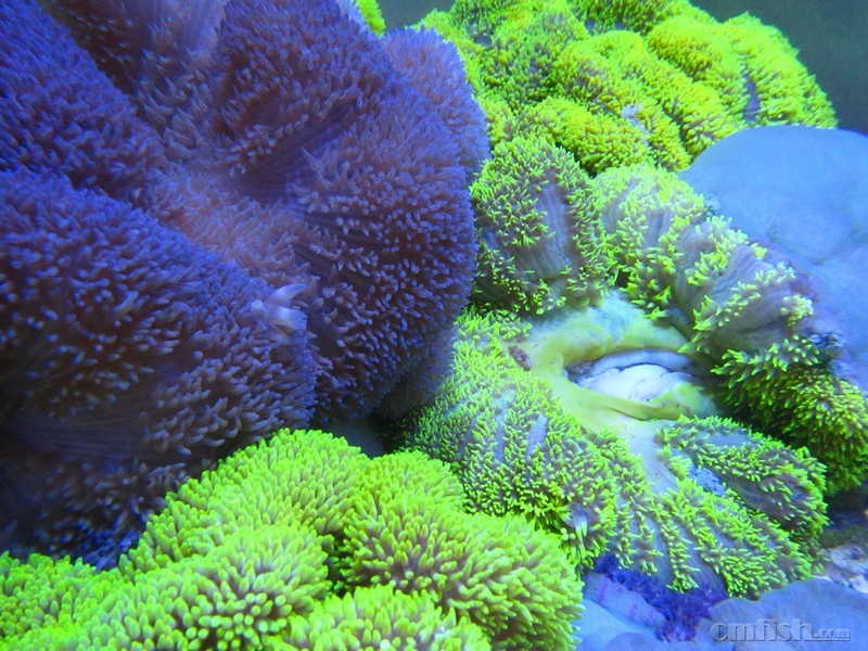 长须荧光绿地毯所剩不多