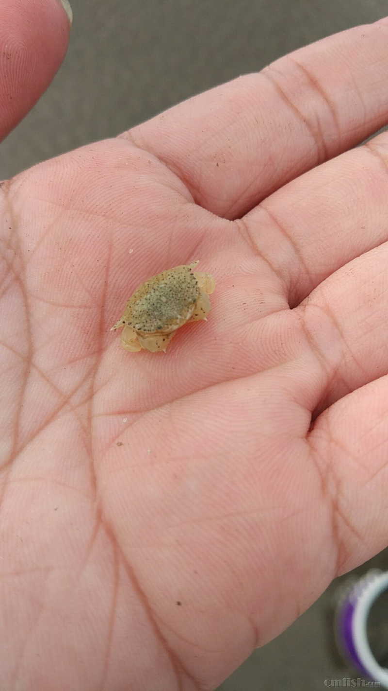 南汇嘴大量豆形拳蟹