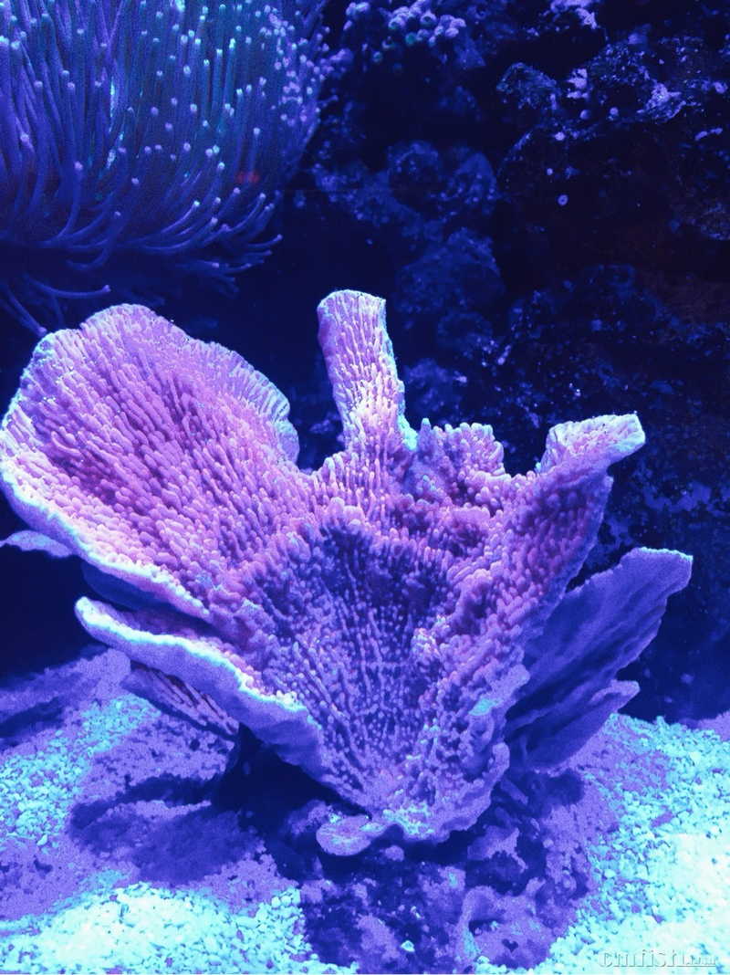 69 ※ 海水生物讨论区※ 69 lps珊瑚及软体 69 红的瓦片变色了