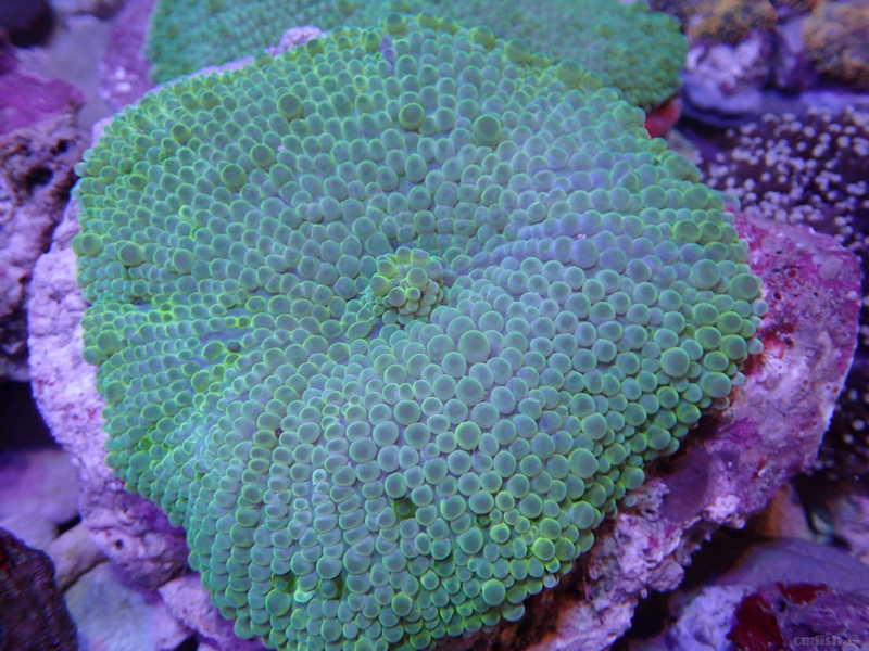 sea seeker库存珊瑚