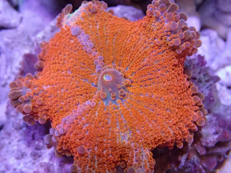 sea seeker库存珊瑚