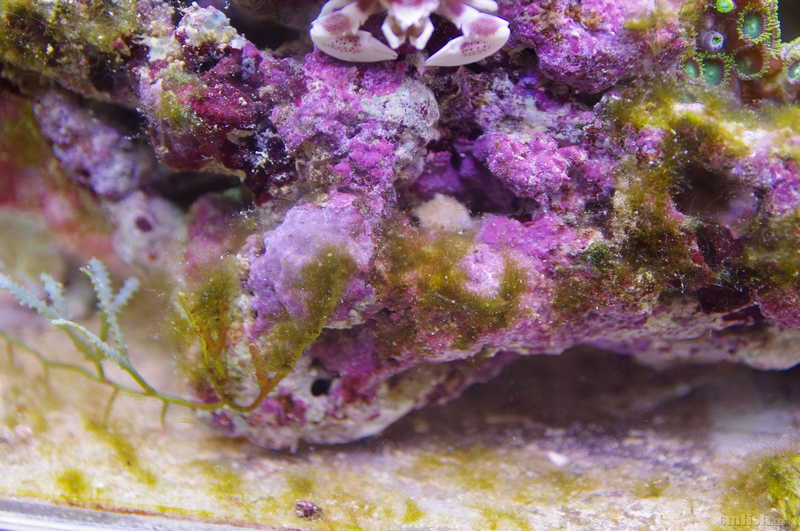 这是大名鼎鼎的甲藻吗?