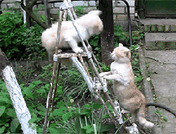 0.gif
