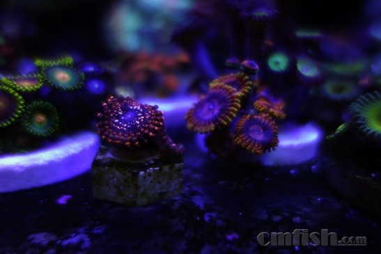 ������С _DSC4436.JPG