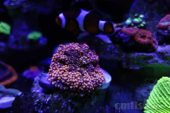 ������С _DSC4425.JPG