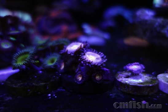 ������С _DSC4435.JPG