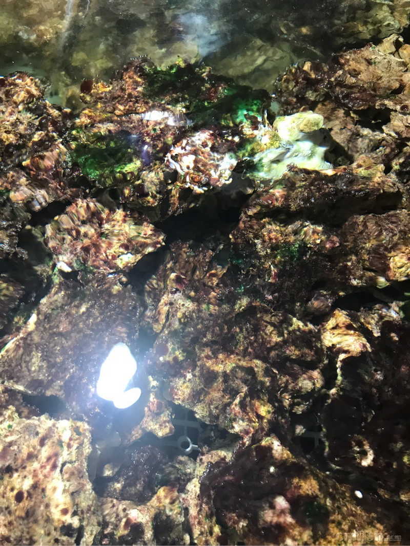 爆藻10天了 出现这种藻是不是绿泥